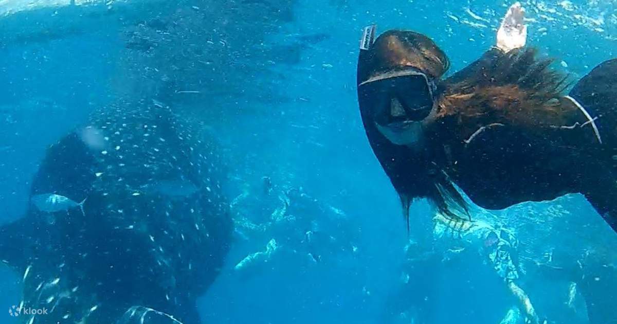 Snorkel with Whale Sharks in Oslob Klook Estados Unidos